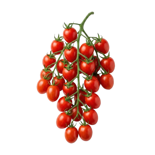 Tomate Suit Grape